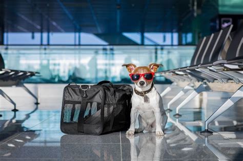 volaris flying with pets